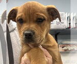 Small #1 Labrador Retriever Mix
