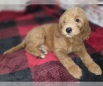 Small #9 Goldendoodle