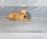 Small #4 Golden Retriever