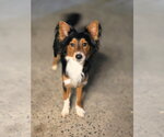 Small Mutt