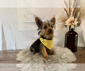 Yorkshire Terrier Puppy for sale in NAPPANEE, IN, USA