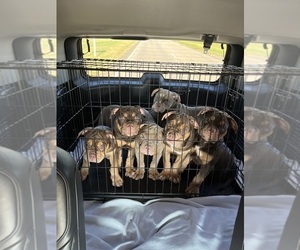 Olde English Bulldogge Litter for sale in HAYNEVILLE, AL, USA