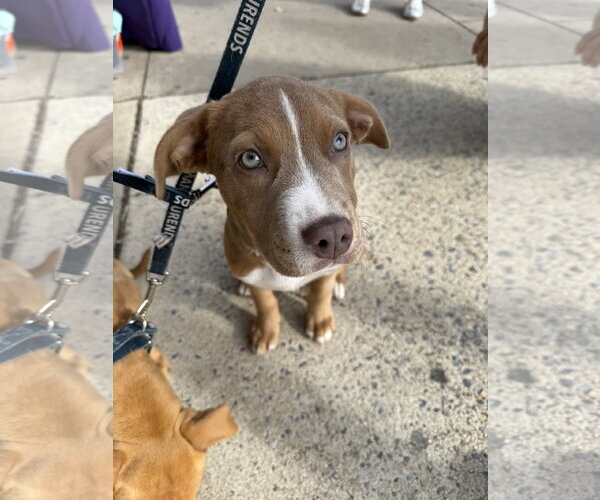 Medium Photo #2 Labrador Retriever-Unknown Mix Puppy For Sale in Rockville, MD, USA