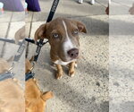 Small #1 Labrador Retriever Mix