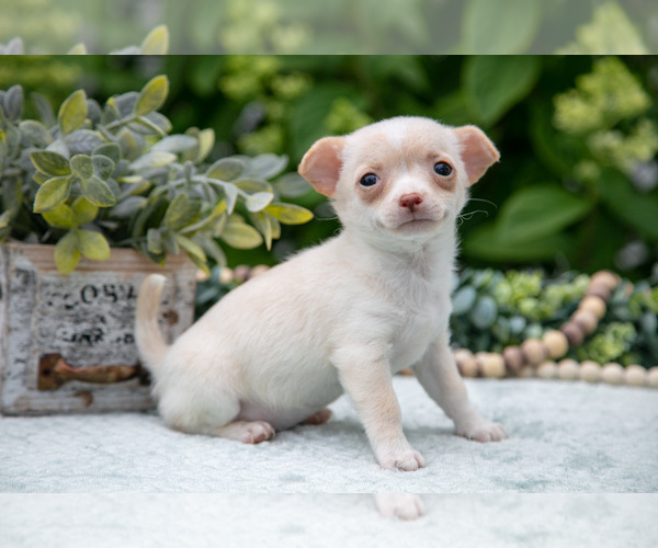 Medium Photo #3 Chihuahua Puppy For Sale in BERNE, IN, USA