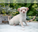 Small #2 Chihuahua