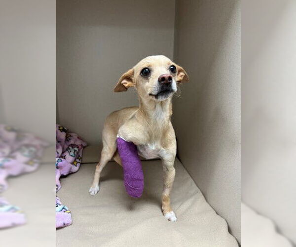 Medium Photo #1 Chihuahua Puppy For Sale in Frisco, CO, USA