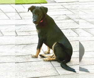 Ethan - Male Rottweiler-Unknown Mix Dog for Adoption - Photo #4