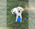 Small Photo #1 Labrador Retriever Puppy For Sale in MECHANICSVILLE, VA, USA