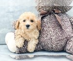 Small Photo #1 Poodle (Miniature) Puppy For Sale in CLEVELAND, NC, USA