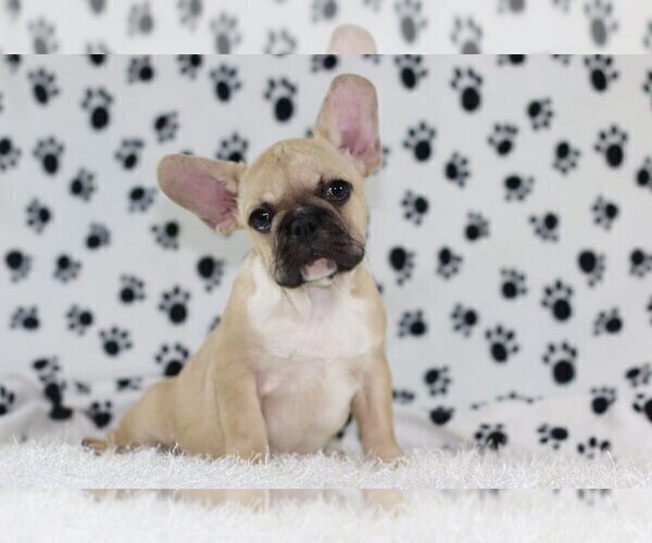 Medium Photo #3 French Bulldog Puppy For Sale in SOUTH LAKE, TX, USA
