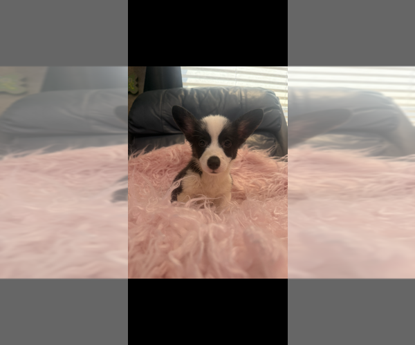 Medium Photo #4 Pembroke Welsh Corgi Puppy For Sale in SHERMAN, TX, USA