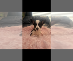 Small #3 Pembroke Welsh Corgi