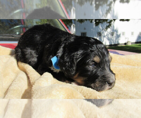 Medium Photo #5 Bernedoodle Puppy For Sale in BIG ROCK, IL, USA