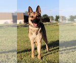 Small #5 German Shepherd Dog