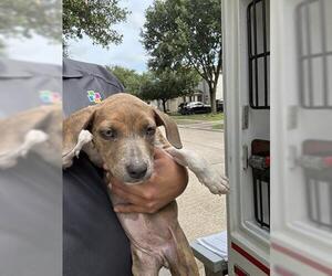 Labrador Retriever-Unknown Mix Dogs for adoption in Houston, TX, USA