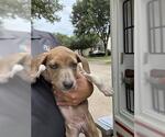 Small Labrador Retriever Mix