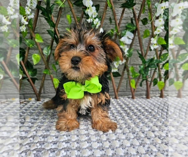 Medium Photo #4 Yorkshire Terrier Puppy For Sale in INDIANAPOLIS, IN, USA