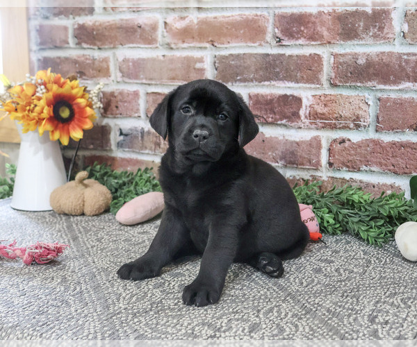 Medium Photo #3 Labrador Retriever Puppy For Sale in SYRACUSE, IN, USA