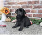 Opal - Female Labrador Retriever Puppy for Sale - Photo #3