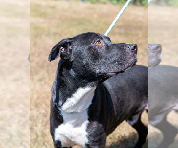 Medium Photo #9 Labrador Retriever Puppy For Sale in Glen Allen, VA, USA
