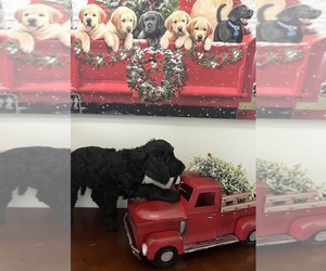 Goldendoodle-Poodle (Standard) Mix Puppy for sale in BULLARD, TX, USA