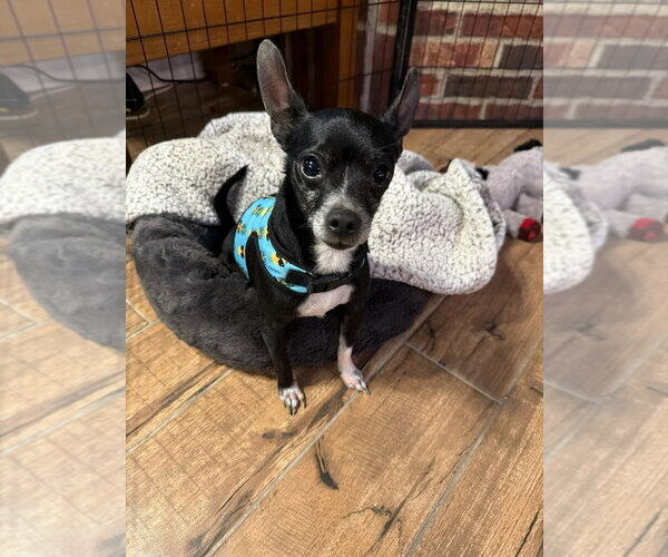 Medium Photo #3 Chihuahua Puppy For Sale in Claremore, OK, USA