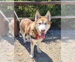 Small #1 Siberian Husky