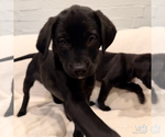 Small #3 Labrador Retriever Mix