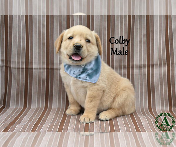 Medium Photo #20 Golden Labrador Puppy For Sale in BRIDGEWATER, VA, USA