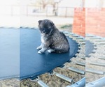 Small Photo #7 Pomsky Puppy For Sale in ALTUS, OK, USA