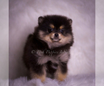 Small #7 Pomeranian