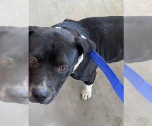 Mutt Dogs for adoption in Bakersfield, CA, USA