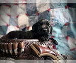 Image preview for Ad Listing. Nickname: Litter of 8
