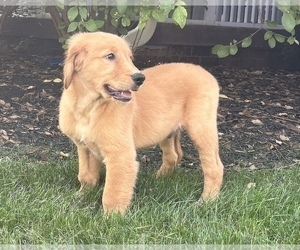 Golden Retriever Puppy for sale in NOBLESVILLE, IN, USA