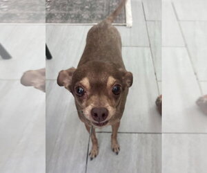 Otis - Male Chihuahua Dog for Adoption - Photo #3