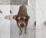 Small #2 Chihuahua