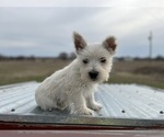 Small #24 West Highland White Terrier