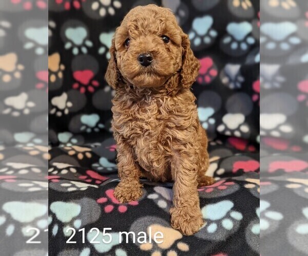 Medium Photo #6 Poodle (Toy) Puppy For Sale in CLARE, IL, USA