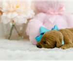Small Photo #5 Goldendoodle (Miniature) Puppy For Sale in LITTLE ROCK, AR, USA
