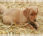 Small Photo #4 Golden Retriever Puppy For Sale in LANCASTER, WI, USA