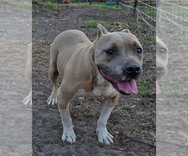 Medium Photo #7 American Staffordshire Terrier-Staffordshire Bull Terrier Mix Puppy For Sale in Brewster, NY, USA
