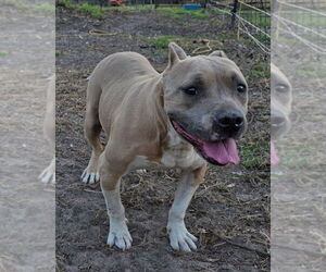 Hope (SC) - Female American Staffordshire Terrier-Staffordshire Bull Terrier Mix Dog for Adoption - Photo #7