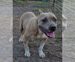 Small #6 American Staffordshire Terrier-Staffordshire Bull Terrier Mix