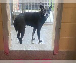 Australian Shepherd-German Shepherd Dog Mix Dogs for adoption in Orange, CA, USA