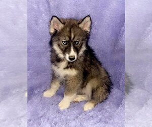 Siberian Husky Puppy for sale in SANDY HOOK, KY, USA