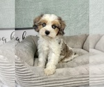 Small #4 Cavapoo