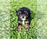 Small ShihPoo
