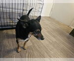 Small #6 Chihuahua Mix
