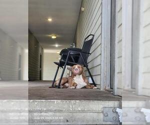 Mutt Dogs for adoption in San Antonio, TX, USA